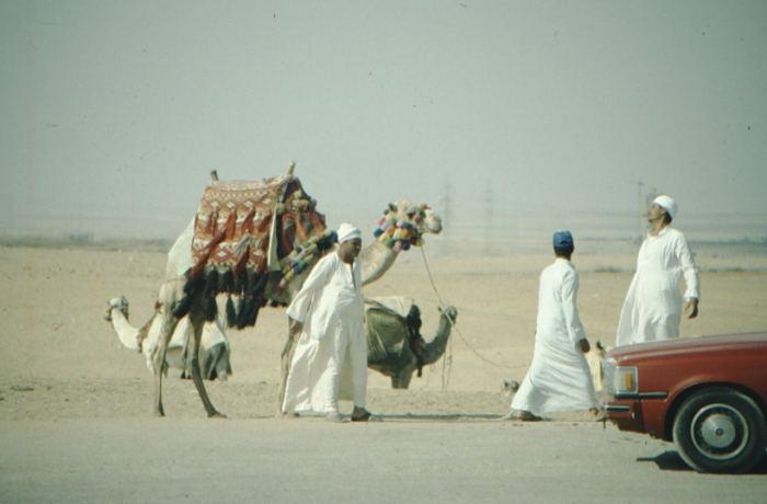 Cheops pyramid, riding camel