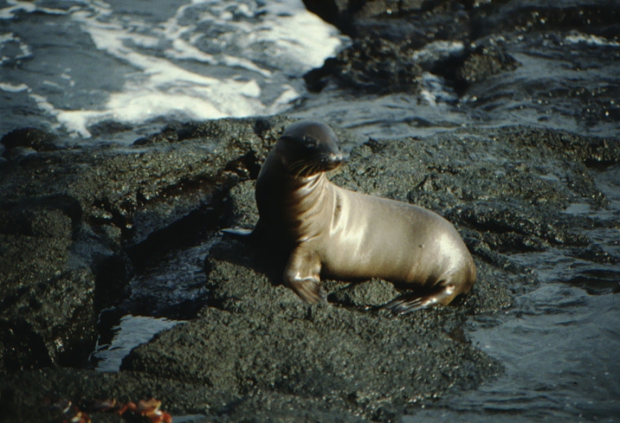 Sea lion cub, Rápida, Galapagos August 1989