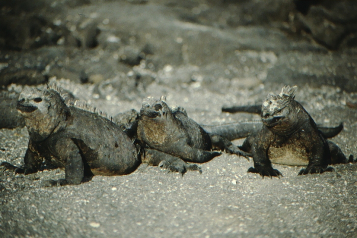 Sea Lizards, Fernandina, Galapagos August 1989