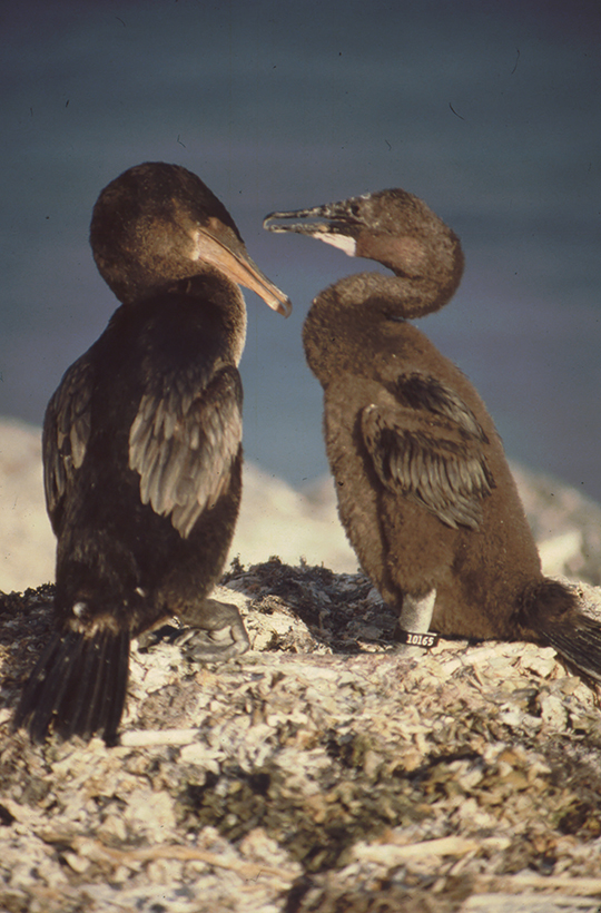 Cormorant, Fernandina, Galapagos